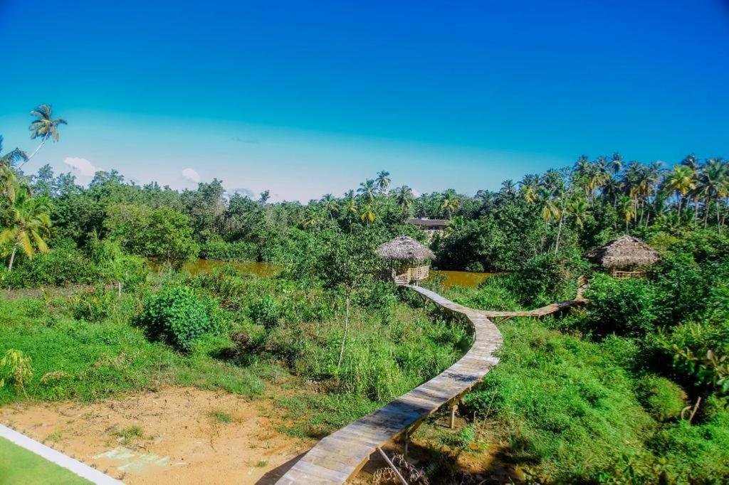 Aerial view of boardwalk and thatched huts through the jungle